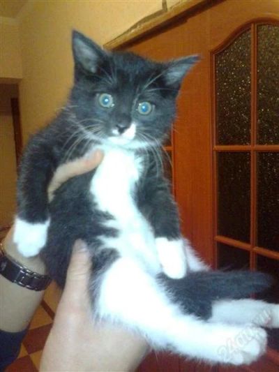 Лот: 1460286. Фото: 1. Отдам Котенка в хорошие руки!. Кошки, котята