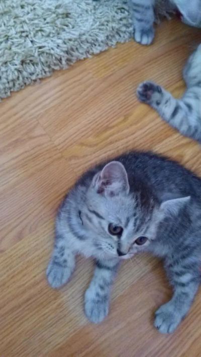 Лот: 6804863. Фото: 1. Продам шотландскую прямоухую. Кошки, котята