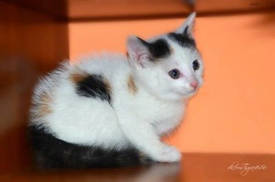 Лот: 8813080. Фото: 1. Котята 1 месяц. Кошки, котята