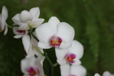 Лот: 16314194. Фото: 1. Орхидея фаленопсис. Горшечные растения и комнатные цветы