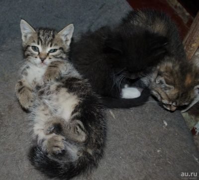 Лот: 8802944. Фото: 1. Три котенка 3 месяцев ждут своих... Кошки, котята