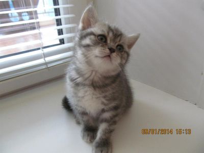 Лот: 3561648. Фото: 1. Шотландский прямоухий котик -... Кошки, котята
