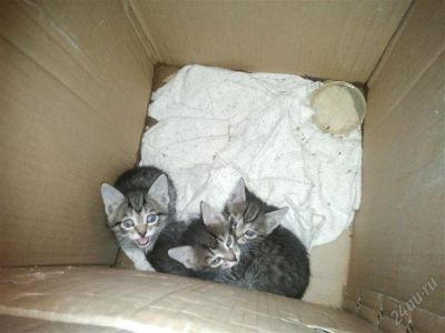 Лот: 1905370. Фото: 1. Котята в добрые руки. Кошки, котята