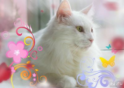 Лот: 8017199. Фото: 1. Отдам красивую белую кошечку хорошим... Кошки, котята