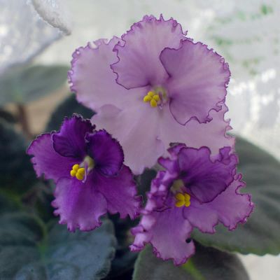 Лот: 3935578. Фото: 1. Фиалка фиолетовая, лист. Горшечные растения и комнатные цветы