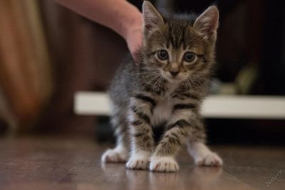 Лот: 5662697. Фото: 1. Котенок. Кошки, котята