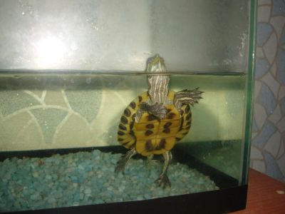 Лот: 8221880. Фото: 1. черепаха краснаухая. Моллюски, ракообразные, кораллы