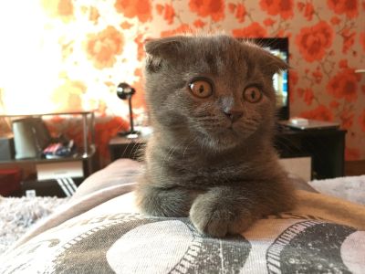 Лот: 12531602. Фото: 1. Котёнок шотландский вислоухий. Кошки, котята