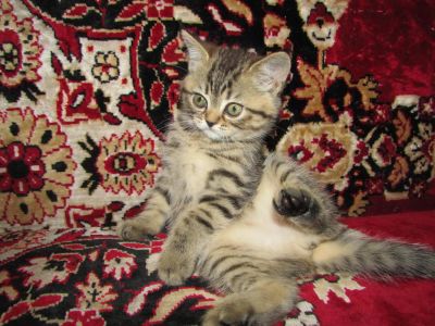 Лот: 8178523. Фото: 1. шотландские котята. девочка.страйт. Кошки, котята