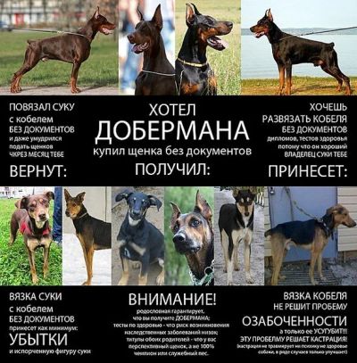 Лот: 3725080. Фото: 1. доберманчик на совладение (возможен... Собаки, щенки