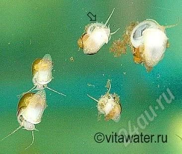 Лот: 502563. Фото: 1. ампулярии. Моллюски, ракообразные, кораллы