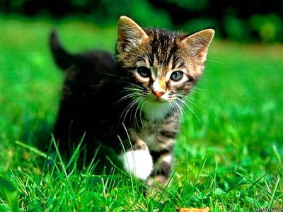Лот: 1366018. Фото: 1. красивые котята. Кошки, котята