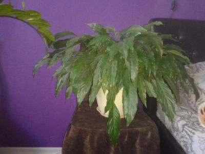 Лот: 4360388. Фото: 1. спатифиллум мелкий. Горшечные растения и комнатные цветы