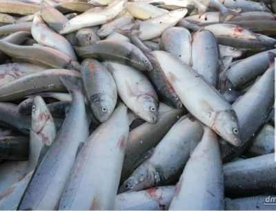 Лот: 4481393. Фото: 1. В наличии Омуль. Икра, рыба, морепродукты
