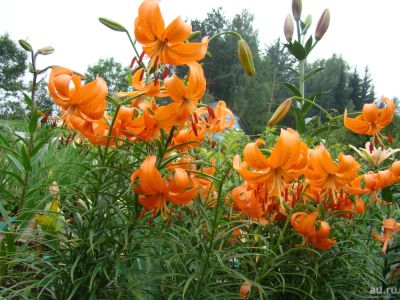 Лот: 9767998. Фото: 1. Саранка оранжевая (3шт). Садовые цветы
