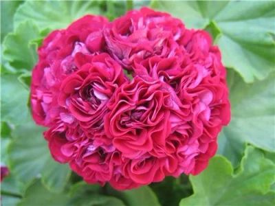 Лот: 14700322. Фото: 1. Пеларгония Ungarisk appleblossum. Горшечные растения и комнатные цветы