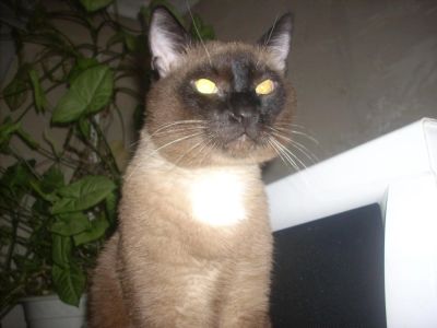 Лот: 8762834. Фото: 1. возьму-куплю сиамского котенка... Кошки, котята