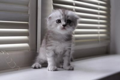 Лот: 8111390. Фото: 1. Шотландские вислоухие котята с... Кошки, котята