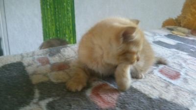 Лот: 7752556. Фото: 1. Рыженький котеночек девочка 1... Кошки, котята