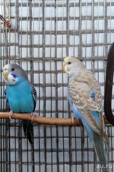 Лот: 7378573. Фото: 1. Молоды голубые волнистые попугайчики... Птицы