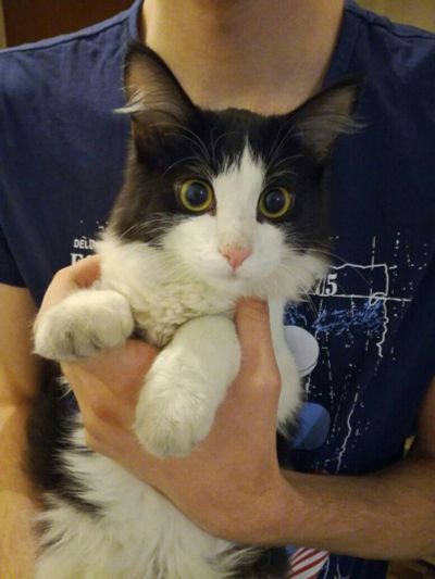 Лот: 9096067. Фото: 1. Отдам котенка мальчика в добрые... Кошки, котята