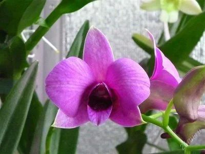 Лот: 1311712. Фото: 1. Орхидея Дендробиум фаленопсис... Горшечные растения и комнатные цветы