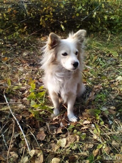 Лот: 8006563. Фото: 1. Срочно ищем заботливых хозяев... Собаки, щенки
