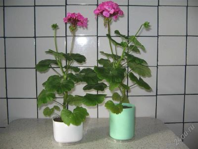Лот: 2658423. Фото: 1. Комнатное растение Герань. Горшечные растения и комнатные цветы