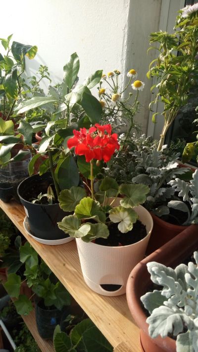 Лот: 12011785. Фото: 1. Пеларгония красная. Горшечные растения и комнатные цветы