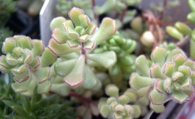 Лот: 10481664. Фото: 1. Седум Sedum versadense (суккулент... Горшечные растения и комнатные цветы