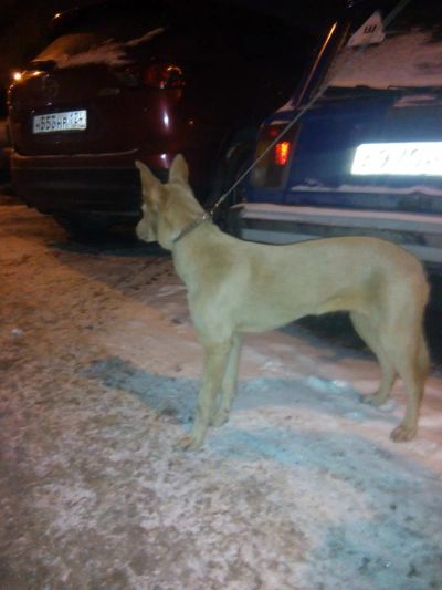 Лот: 11084120. Фото: 1. 23.02.2018 Найдена Собака в Суворова... Собаки, щенки