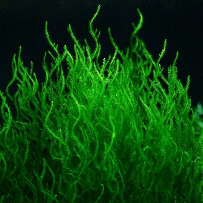 Лот: 13352811. Фото: 1. Мох Пламя - Flame Moss для аквариума. Водные растения