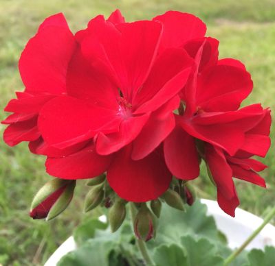 Лот: 12281945. Фото: 1. Пеларгония Calliope Dark Red. Горшечные растения и комнатные цветы