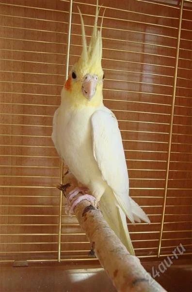 Лот: 898056. Фото: 1. Корелла. Птицы