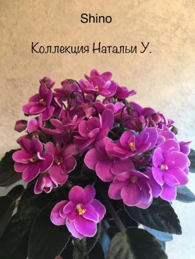 Лот: 12887233. Фото: 1. Мини фиалка Shino (детка, стартер... Горшечные растения и комнатные цветы