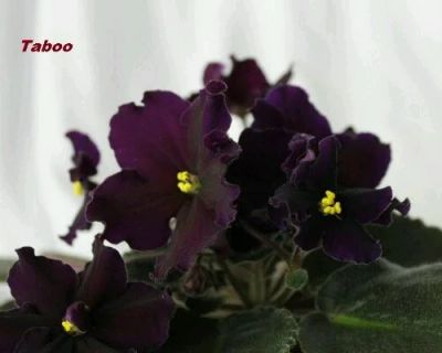 Лот: 12481762. Фото: 1. Фиалка Taboo детка. Горшечные растения и комнатные цветы
