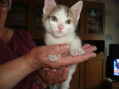 Лот: 4193599. Фото: 1. Кошечка -трехцветка. Кошки, котята