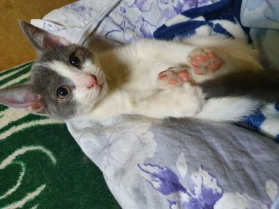Лот: 15128156. Фото: 1. Продам котят. Кошки, котята