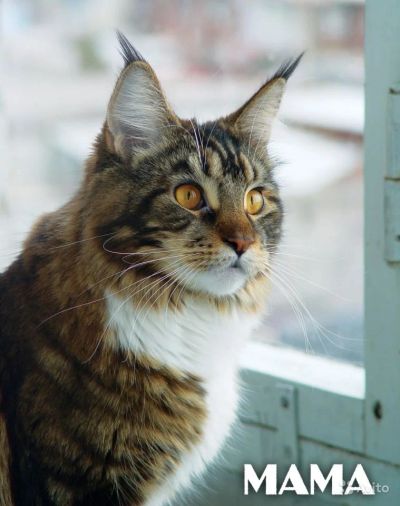 Лот: 6690764. Фото: 1. Котята Мейн кун готовы к резервированию. Кошки, котята