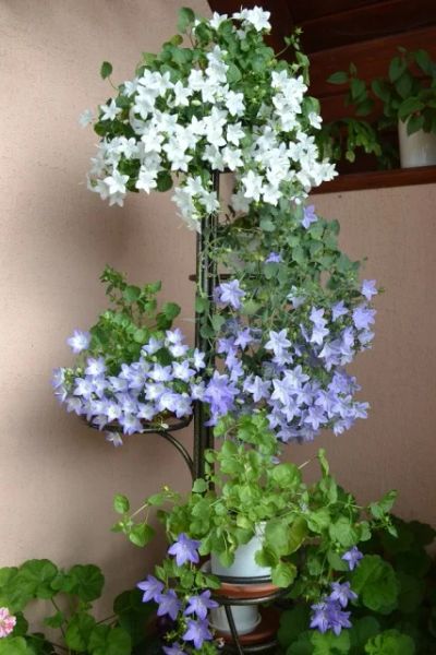 Лот: 4346354. Фото: 1. Колокольчик карпатский (жених... Горшечные растения и комнатные цветы