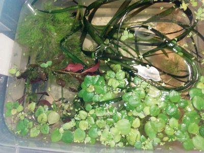 Лот: 12767698. Фото: 1. Целый тазик водных растений: амбулия... Водные растения