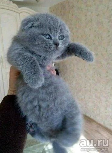 Лот: 17218562. Фото: 1. Шотланбские детки. Кошки, котята