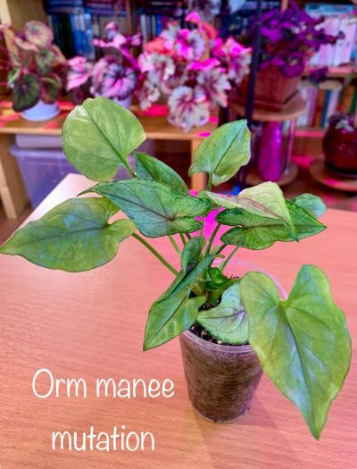 Лот: 13349434. Фото: 1. Сингониум Orm manee mutations. Горшечные растения и комнатные цветы