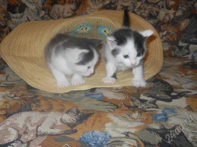 Лот: 712793. Фото: 1. котятки. Остальные животные
