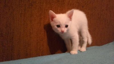 Лот: 5225040. Фото: 1. Отдам беленького котика в хорошие... Кошки, котята