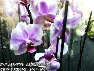 Лот: 6508918. Фото: 1. Орхидея Фаленопсис одна стрелка... Свежие цветы