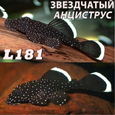 Лот: 15270094. Фото: 1. Анциструс Звездчатый L 181 сомики... Рыбки