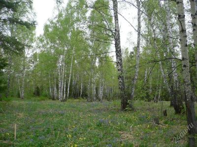 Лот: 1013272. Фото: 1. участок леса под инд. строительство... Земельные участки