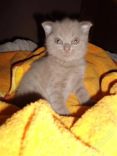Лот: 1265657. Фото: 1. Шотландская вислоухая кошечка. Кошки, котята