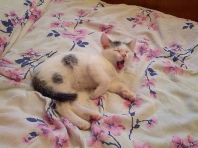 Лот: 3035291. Фото: 1. Кот. Кошки, котята
